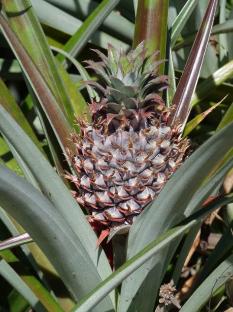 Ananas