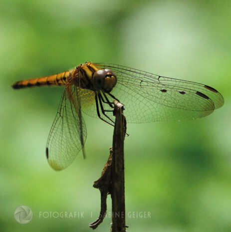 Libelle Libelle