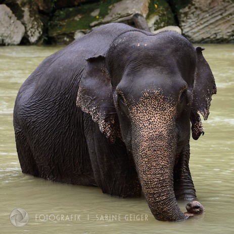 Elefant Elefant
