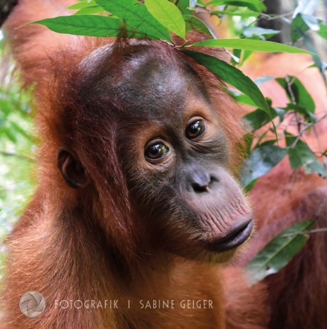 junger Orang Utan junger Orang Utan
