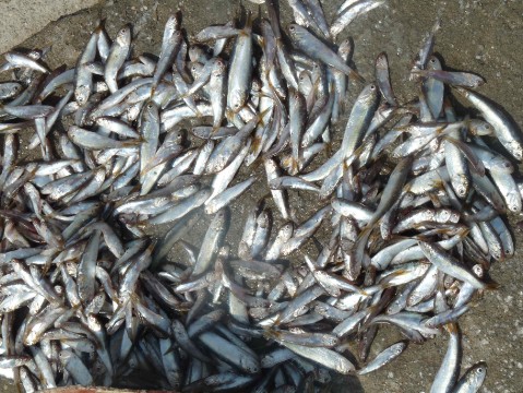 Fische Fische