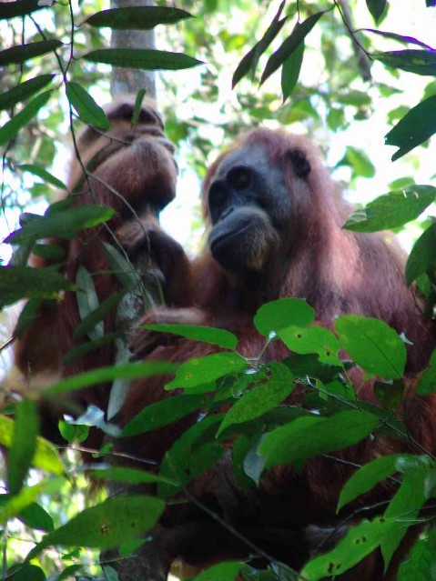freilebender Orang Utan bei Ketambe freilebender Orang Utan bei Ketambe