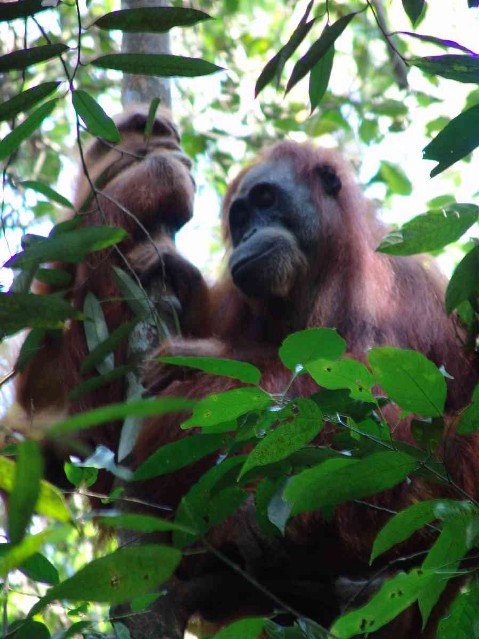 freilebender Orang Utan bei Ketambe