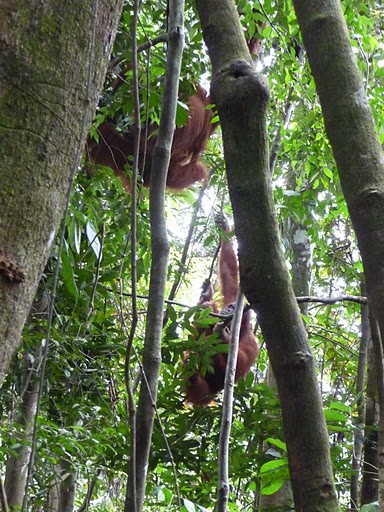 Orang Uzan beim klettern